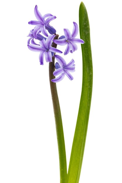 Fiori viola di giacinto isolati su sfondo bianco