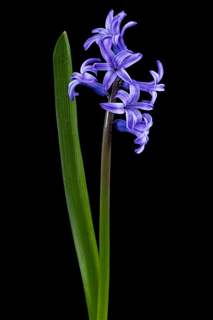 Fiori viola di giacinto isolati su sfondo nero