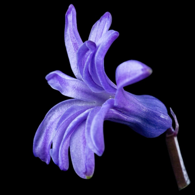 Fiori viola di giacinto isolati su sfondo nero
