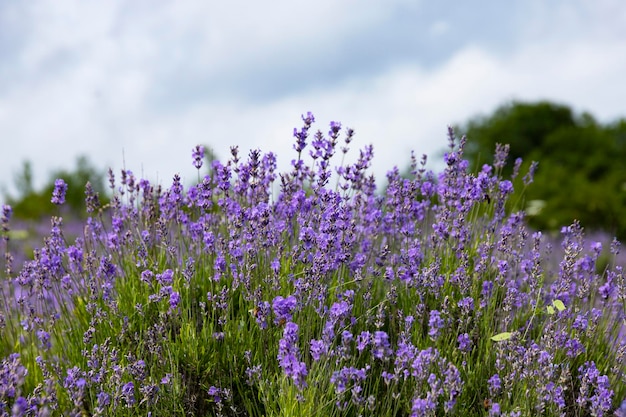 Fiori viola di lavanda selvatica di montagna contro il cielo nelle montagne europee