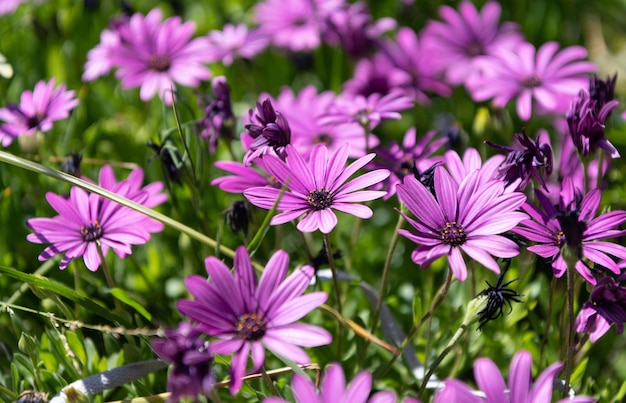 Fiori viola di margherita bellissima natura sfondo