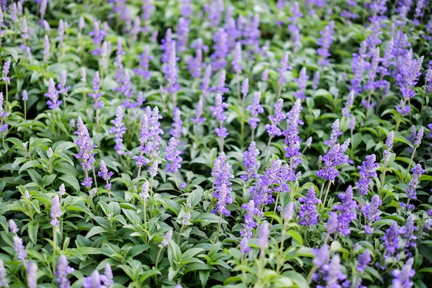 Fiori viola di salvia blu nel giardino