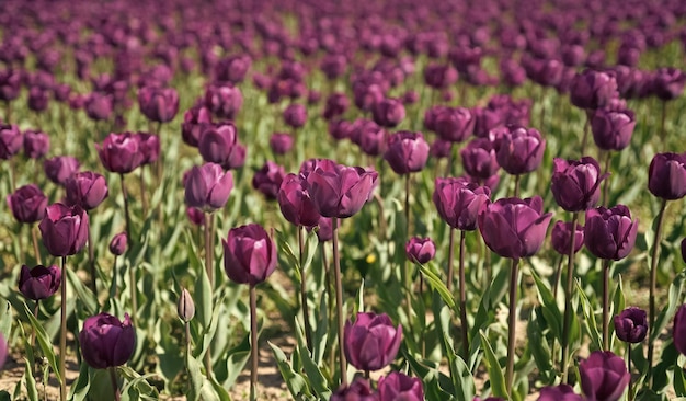 Fiori viola di tulipani freschi dell'Olanda nel campo