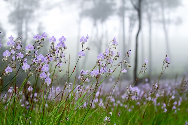 Fiori viola dolci nella foresta di pini