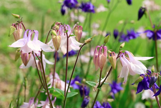 Fiori viola e bianchi su aiuola nel parco di primavera