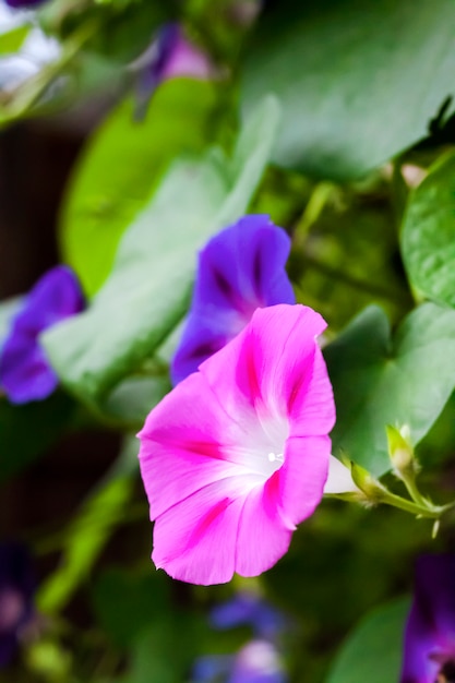 Fiori viola e blu di Morning Glory (Ipomoea) che scalano lungo il recinto