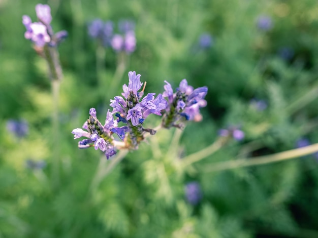 fiori viola e foglie verdi coprono lo sfondo