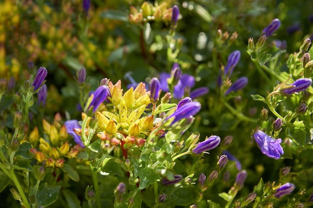 fiori viola e giallo