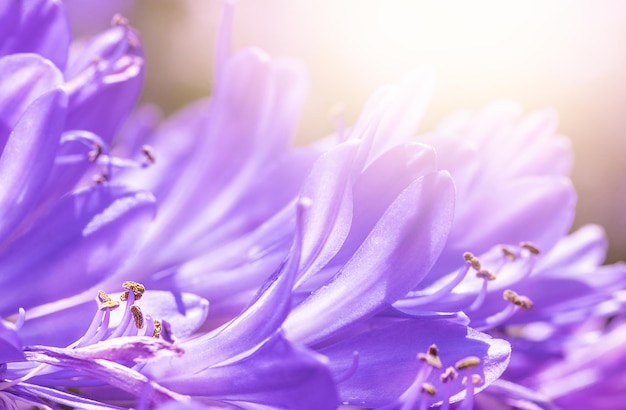 Fiori viola e viola alla luce del sole Sfondo macro