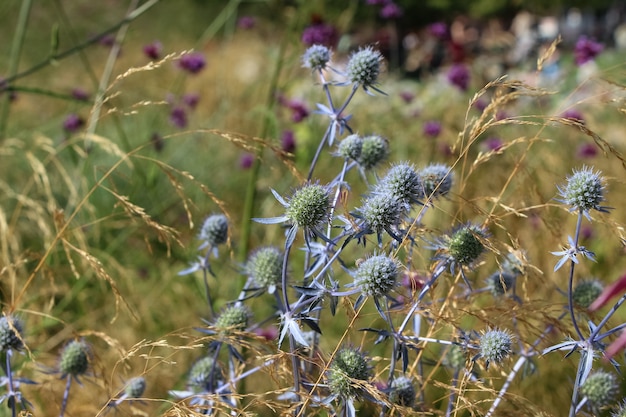 fiori viola Eryngium planum in un parco cittadino la sera