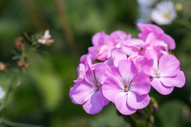 Fiori viola fioriti in natura