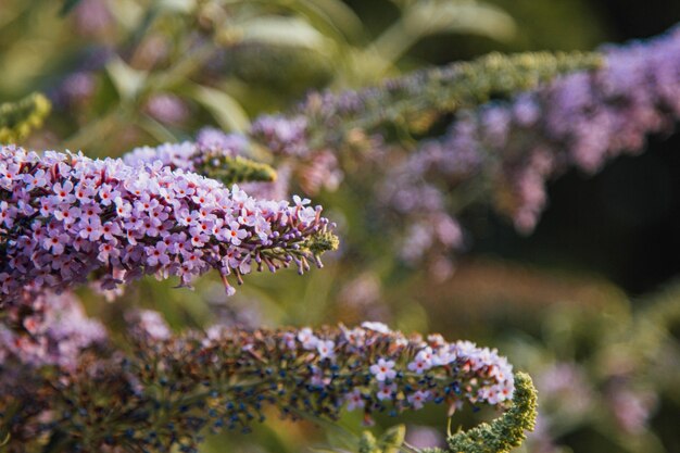 Fiori viola in fiore del lillà estivo sullo sfondo delle foglie verdi estive nel giardino Un cespuglio che le farfalle amano fiorisce Buddleia