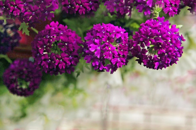 Fiori viola in fiore della verbena nella serra