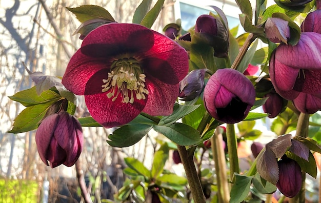 Fiori viola in fiore nel giardino anteriore di una casa ad Amsterdam nei Paesi Bassi