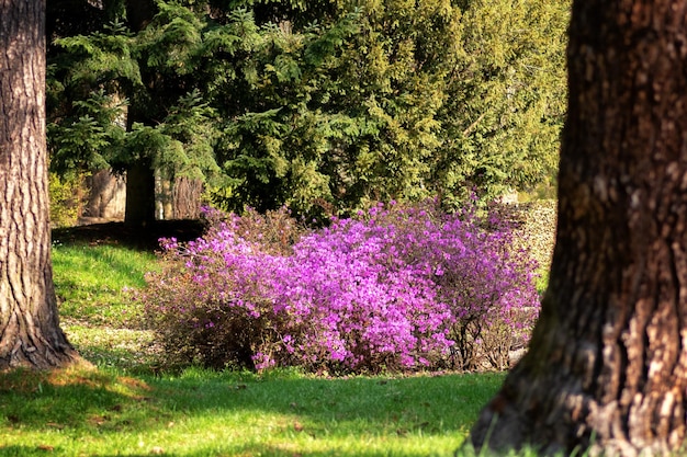 Fiori viola in fiore sulla pianta