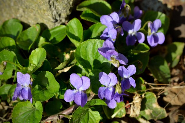 Fiori viola in giardino in primo piano primaverile