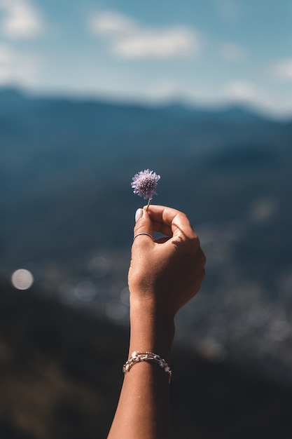 Fiori viola in mano su una delle montagne