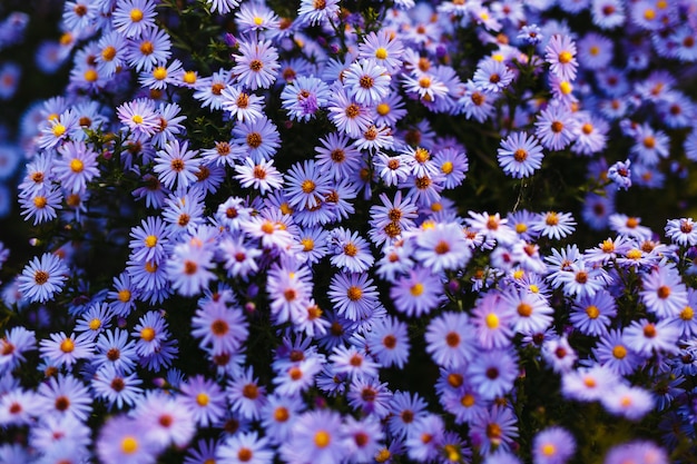 Fiori viola in natura con una priorità bassa di tramonto.