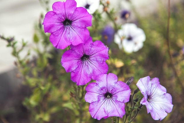 Fiori viola in natura