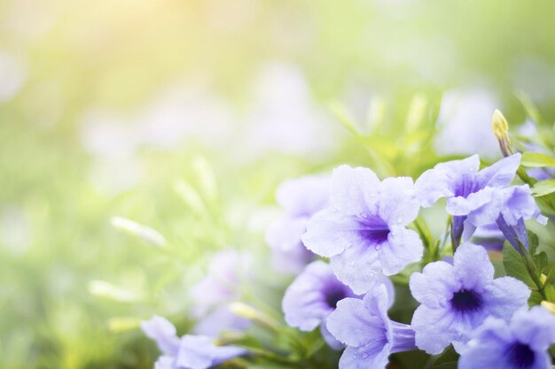 Fiori viola in piena fioritura con il bokeh del sole mattutino per la progettazione grafica o lo sfondo