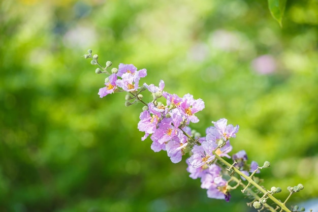 Fiori viola in Thailandia