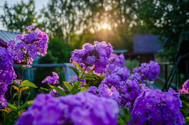 Fiori viola in un giardino con il sole che splende attraverso le foglie