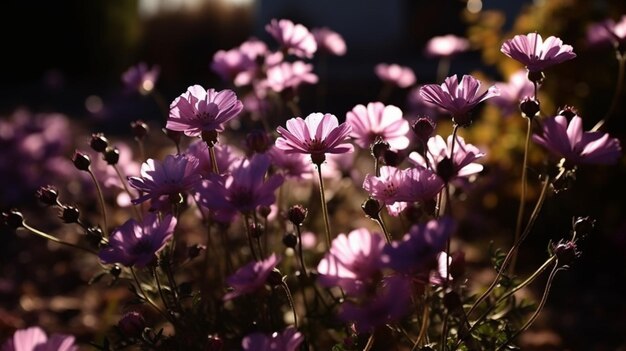 Fiori viola in un giardino con il sole che splende su di loro