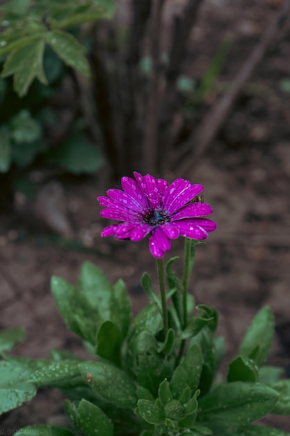 Fiori viola in un giardino mistico su una misteriosa fiaba sfondo floreale estivo Natura fantastica paesaggio da sogno Tonalità in toni scuri e sfumature sobrie