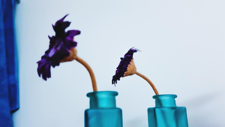 Foto fiori viola in vasi azzurri