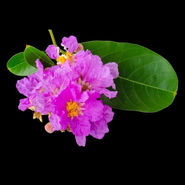 Fiori viola (Lagerstroemia Floribunda) isolato su sfondo nero