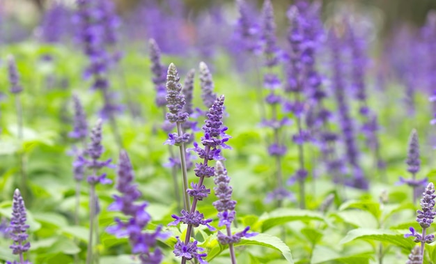 Fiori viola lavanda