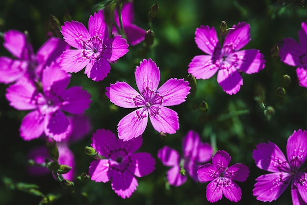 Fiori viola luminosi della pianta rosa della fanciulla alla luce del sole sfondi floreali estivi Dianthus deltoides