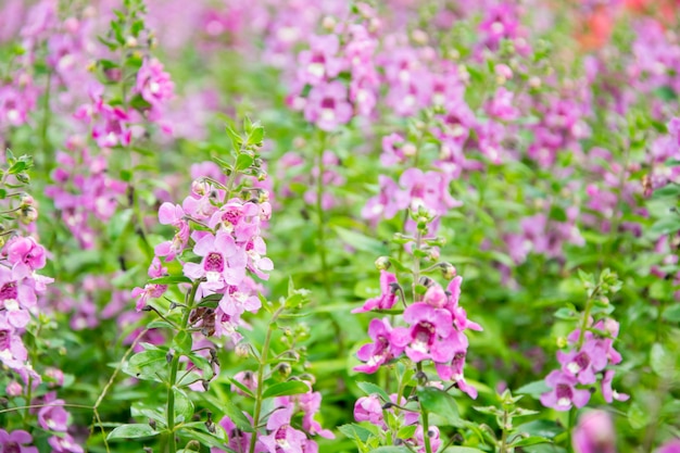 Fiori viola nel giardino.