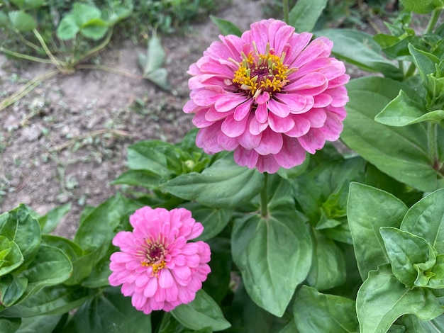 Fiori viola nel giardino