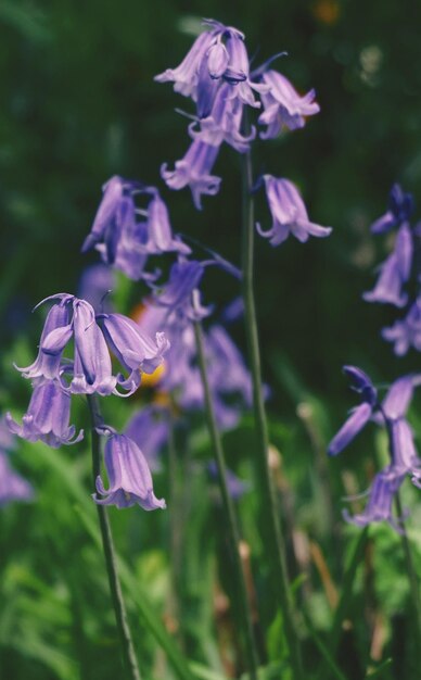 fiori viola nel giardino