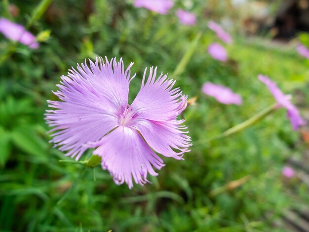 fiori viola nel parco