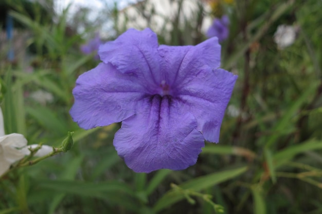 fiori viola nel parco,