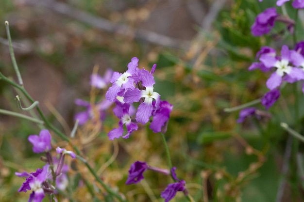 Fiori viola nel prato, primo piano, fuoco selettivo