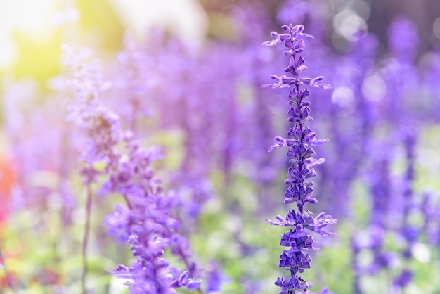 Fiori viola o blu bellissima natura di Salvia Farinacea o salvia farinosa nel giardino fiorito sotto la luce del sole serale