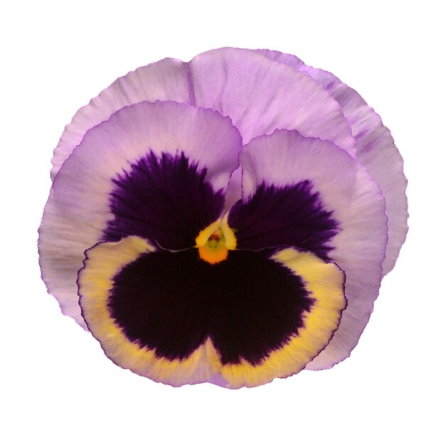 Fiori viola pansy isolati su sfondo bianco vista superiore piatta