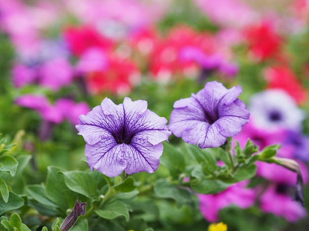 Fiori viola petunia