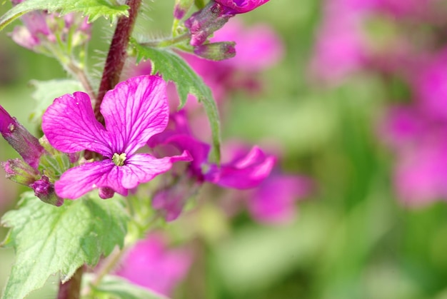 Fiori viola primaverili sul campo