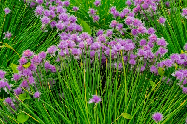 Fiori viola rotondi su lunghi steli verdi.