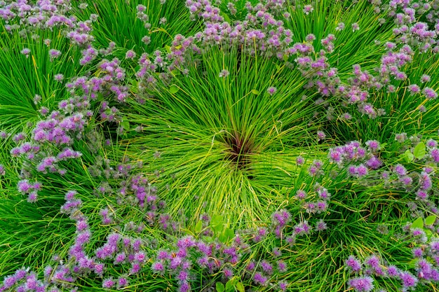 Fiori viola rotondi su lunghi steli verdi.