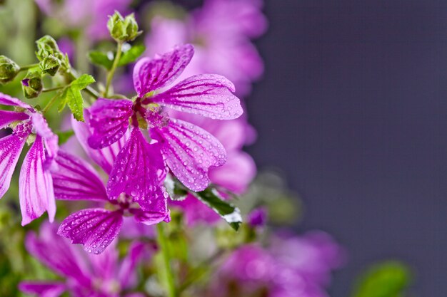 Fiori viola selvaggi con il primo piano delle gocce di acqua su fondo nero.