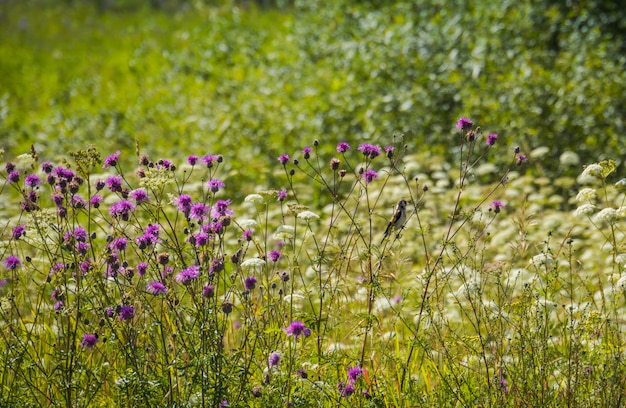 Fiori viola selvaggi nell'erba