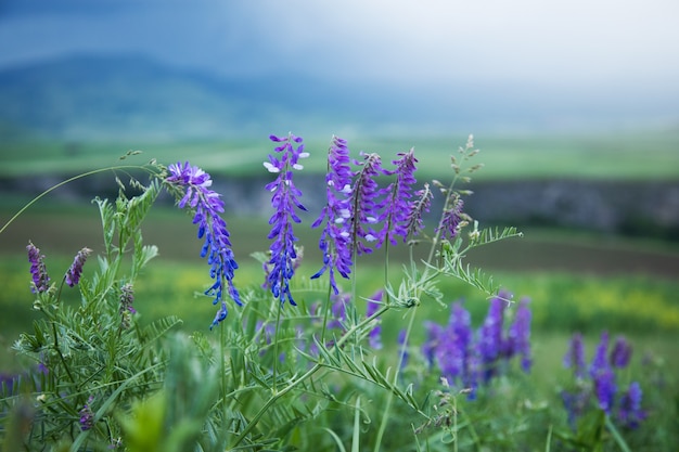 Fiori viola selvaggi sul campo