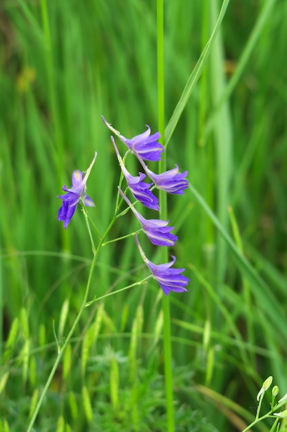 fiori viola selvatici crescono sul campo su uno sfondo di erba verde