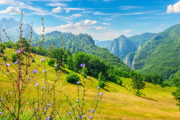 Fiori viola selvatici nelle montagne del Montenegro