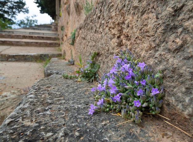 Fiori viola selvatici sono cresciuti dal muro del complesso archeologico di Delfi in Grecia
